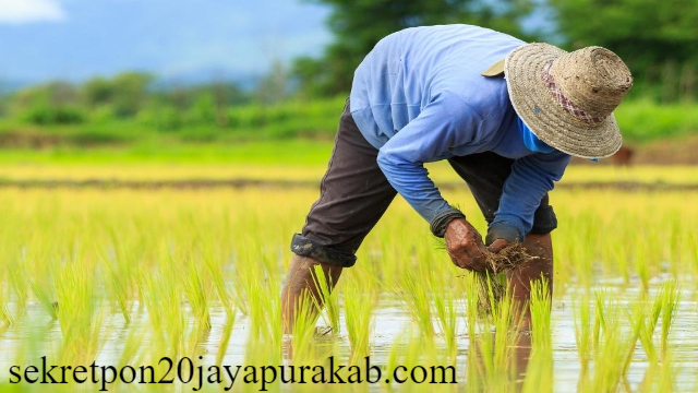 Daftar Mata Kuliah Jurusan Pertanian dan Prospek Kerjanya